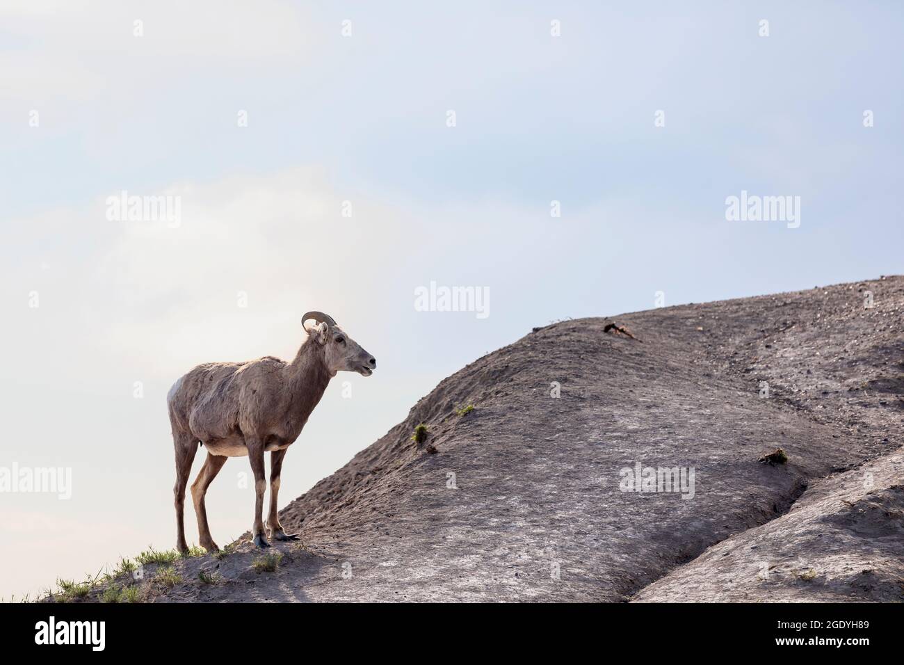 SD00446-00....DAKOTA DEL SUD - pecora di montagna (femmina) nel Parco Nazionale di Badlands. Foto Stock