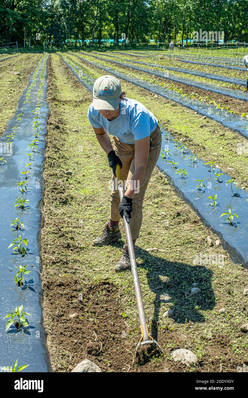 Persone che lavorano in un grande orto in Massachusetts Foto Stock