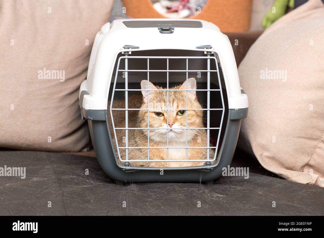 Razza di gatto di chinchilla dorata che siede nel vettore animale Foto Stock