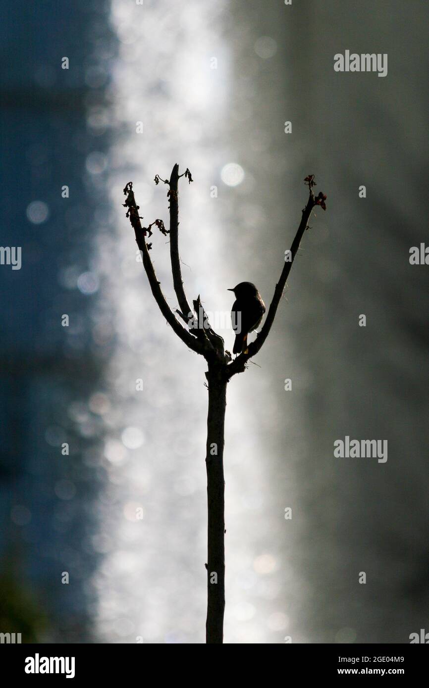 Silhouette di uccello appollaiato su una sega Foto Stock