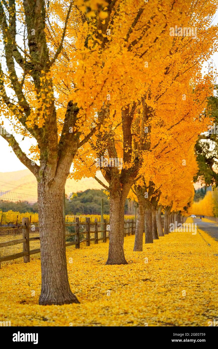 Gli alberi di Ginkgo si dirigano verso un'azienda vinicola nella Napa Valley, California, Stati Uniti Foto Stock