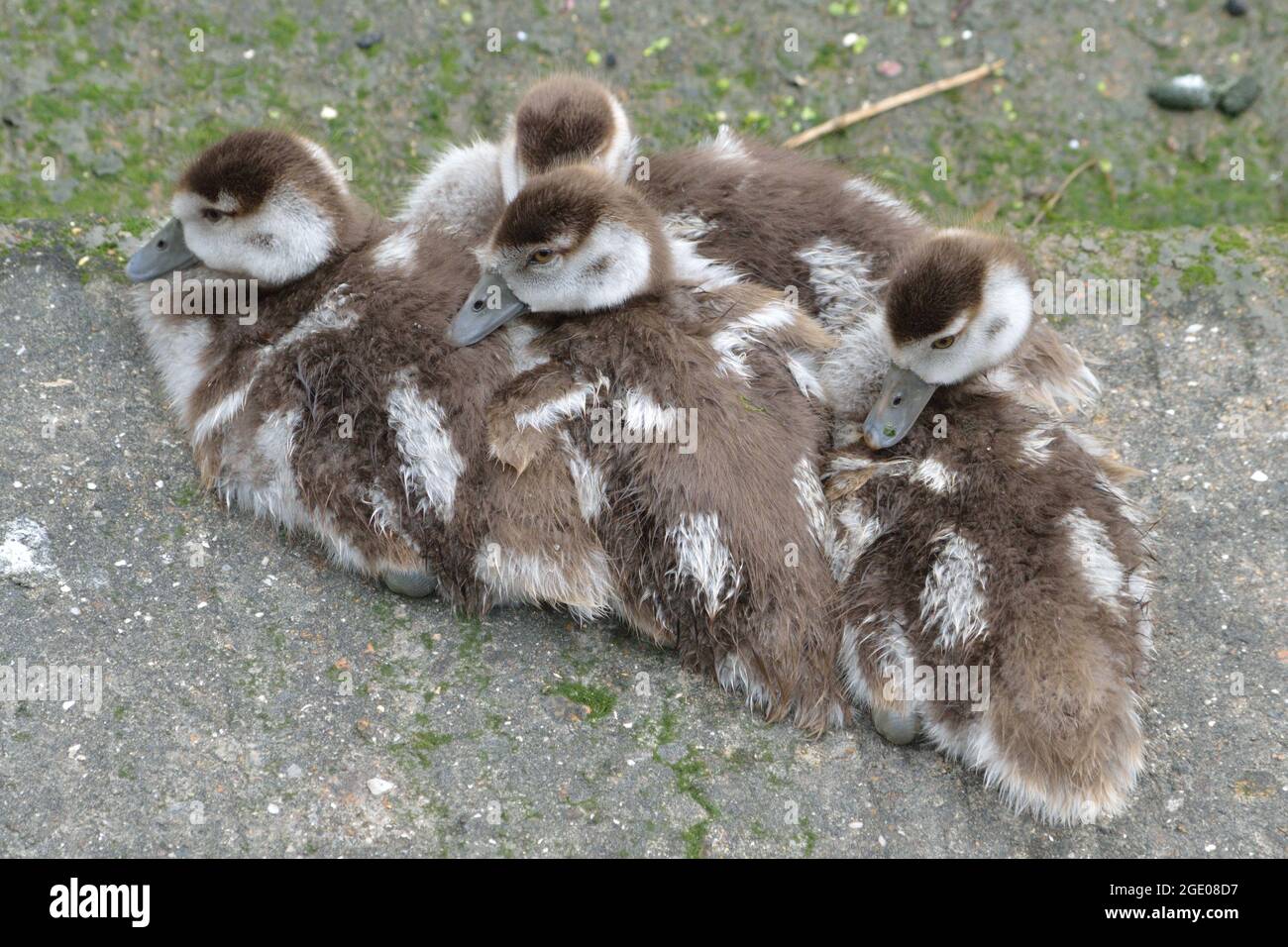 Quattro piccoli capodle di oche egiziane insieme accanto al Tamigi a North Woolwich, Londra Foto Stock