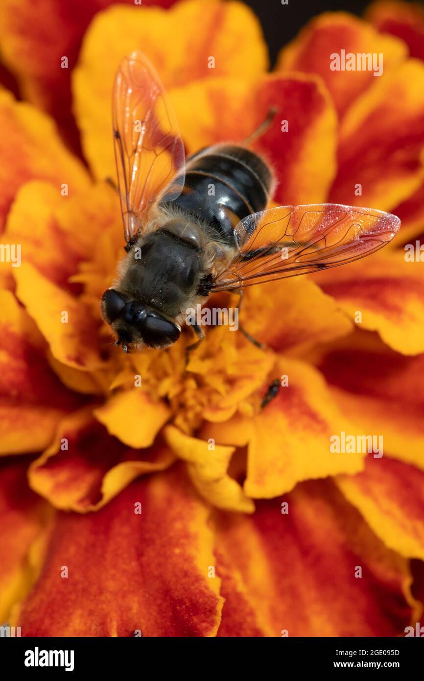 Tapered Drone Fly (Eristalis pertinax) su Marigold francese (Tagetes patula) Foto Stock