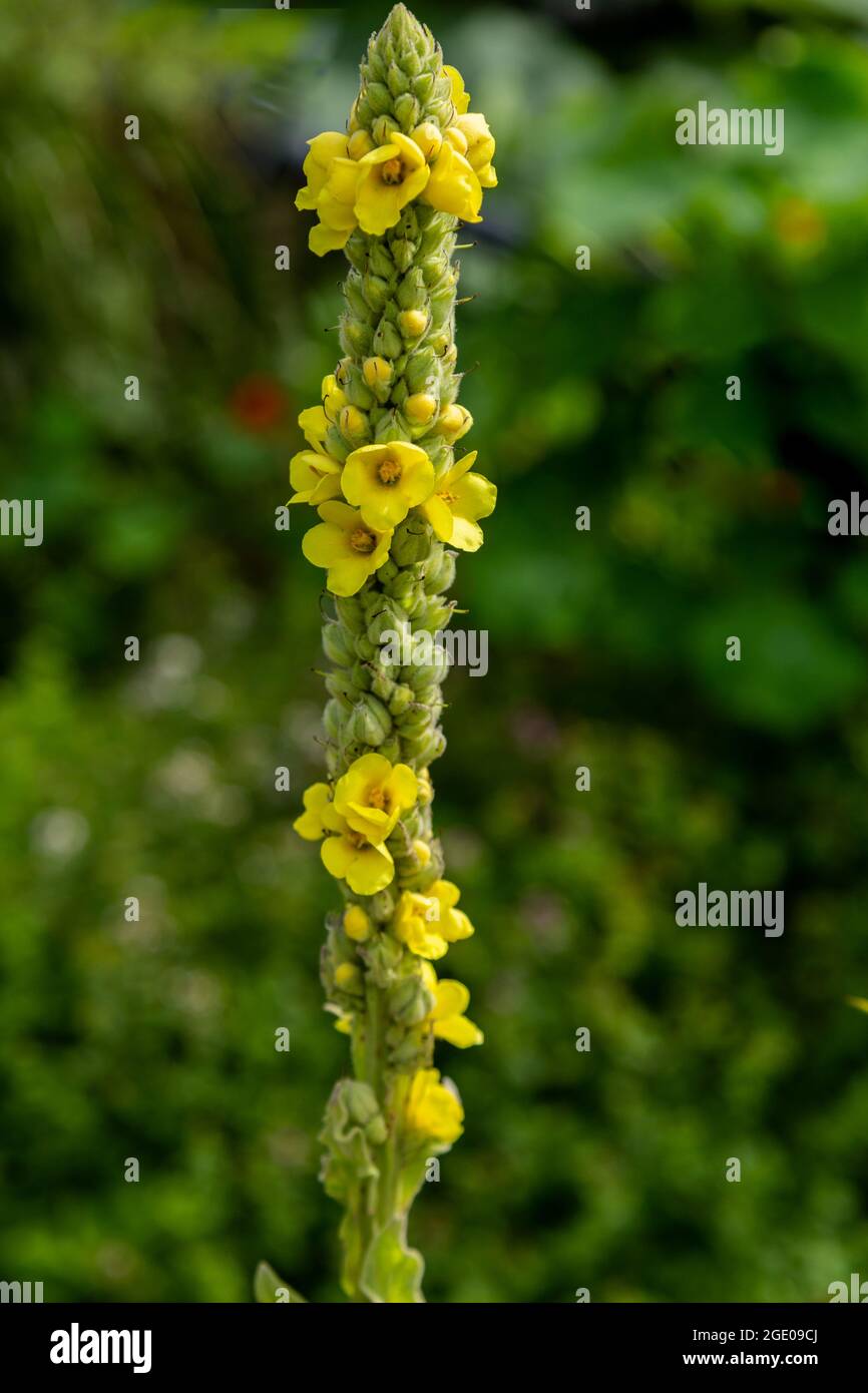Verbascum Thapsus (Grande Mullein) in fiore. Foto Stock