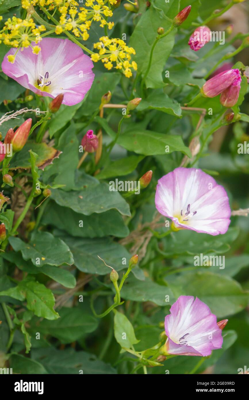 Bella rosa e fiori bianchi del campo bindweed a.k.a. bebine, bethbine, cornbine, campo convolvulus, convolvulus selvaggio (Convolvulus arvensis) Foto Stock