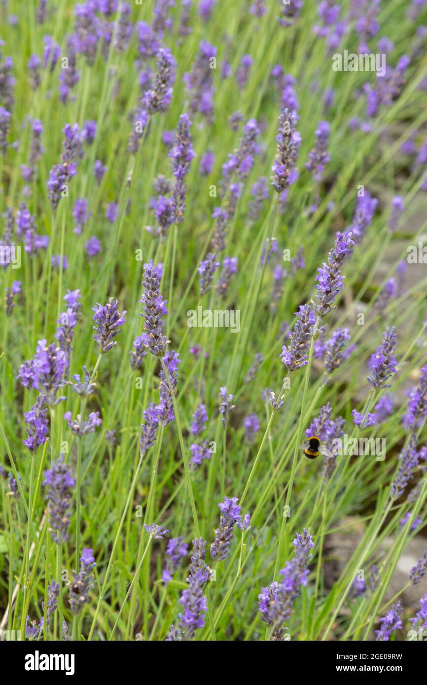 English Lavanda in fiore. Foto Stock