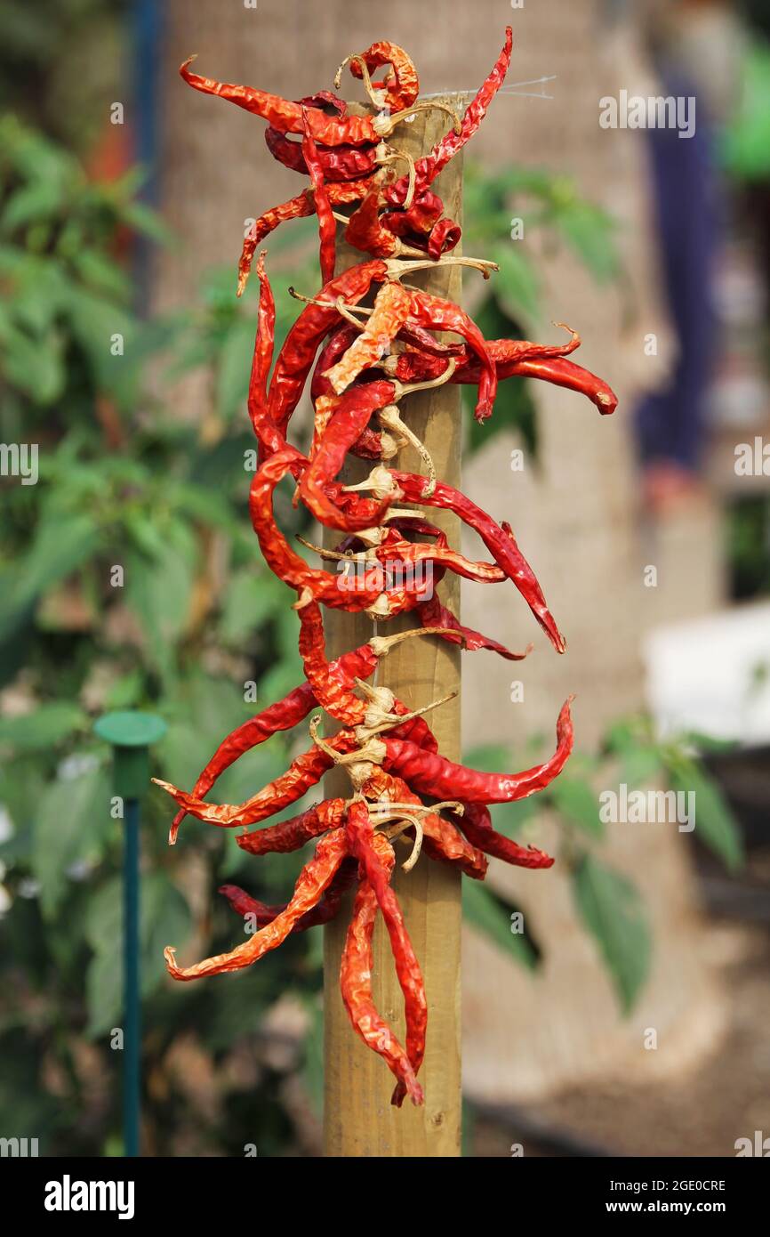 Red Chilis in crescita presso Eden Project, Cornovaglia, Regno Unito Foto Stock