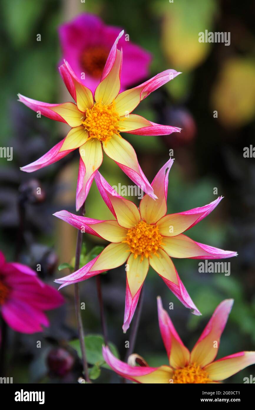 Fiori colorati che crescono all'Eden Project, Cornovaglia, Regno Unito Foto Stock