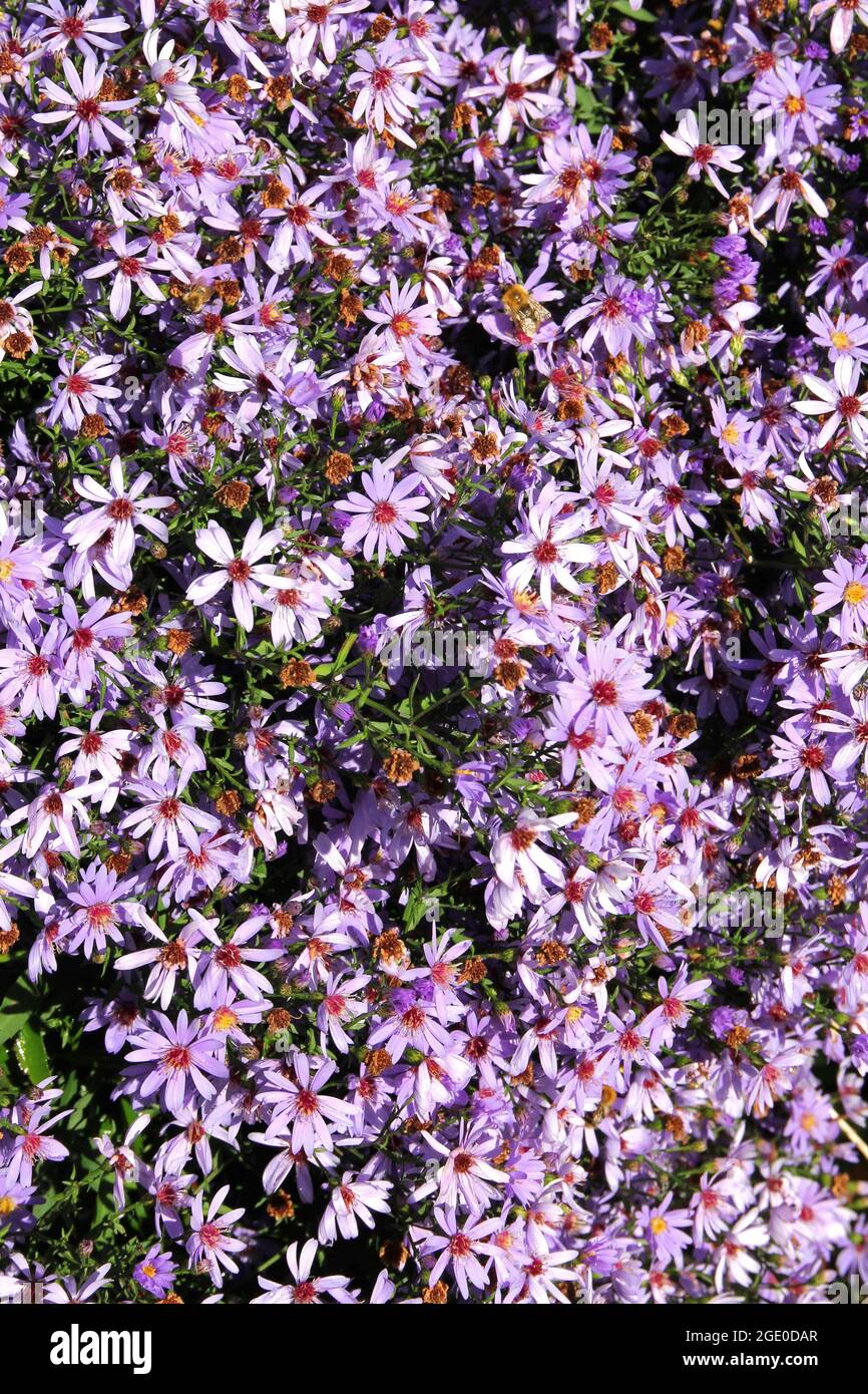 Fiori colorati che crescono all'Eden Project, Cornovaglia, Regno Unito Foto Stock