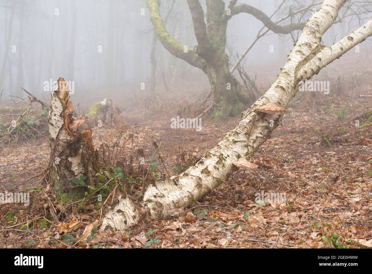 I polipi di betulla (Piptoporus Betulinus) che crescono sul tronco e sul ceppo di un uccello d'argento caduto (Betula Pendula) nel bosco di Misty in Cheshire Foto Stock
