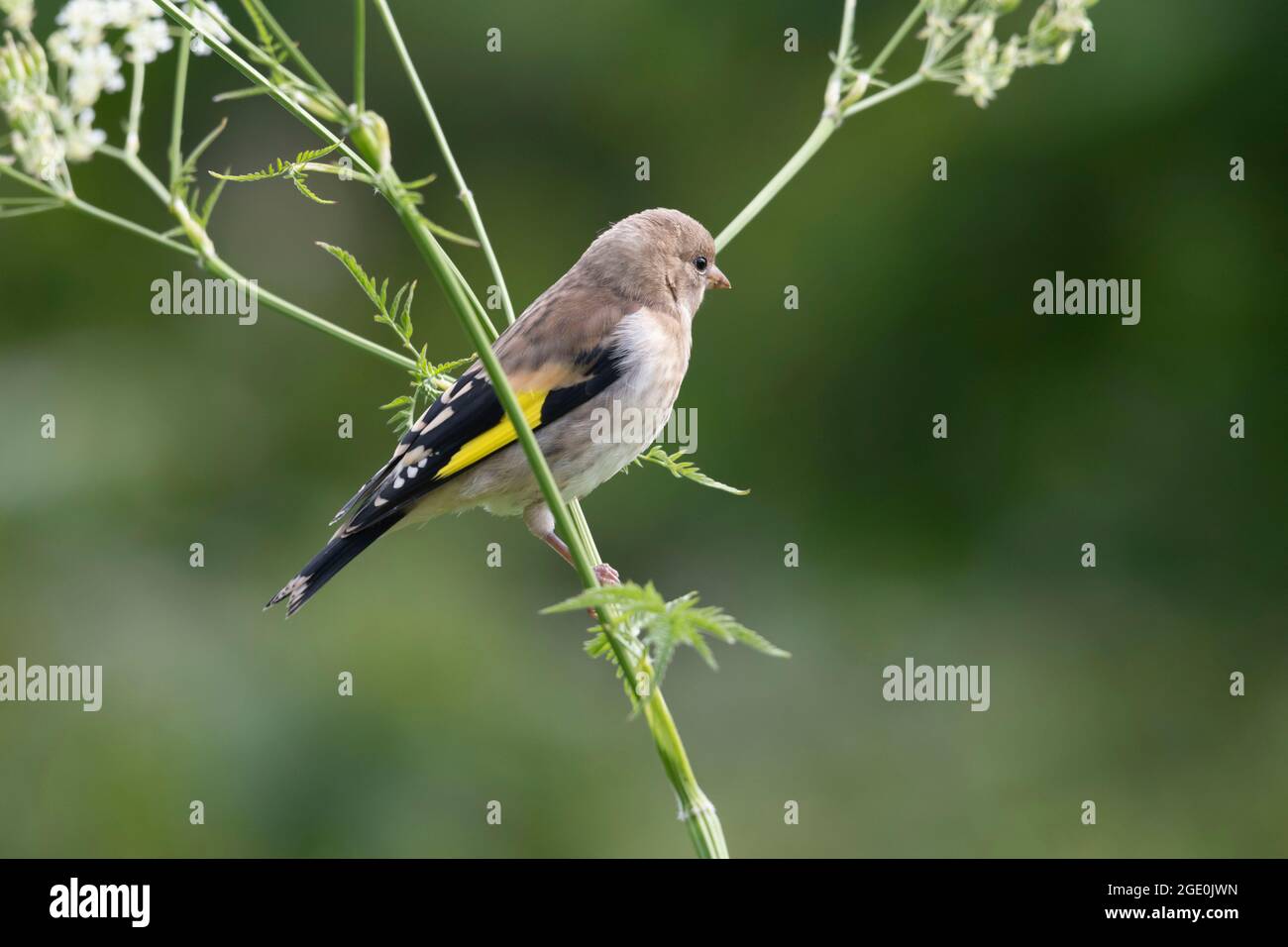 Un Goldfinch Juvenile (Carduelis Carduelis), comunemente noto come Redcap, arroccato sul prezzemolo di Cow (Anthrisco Sylvestris) Foto Stock
