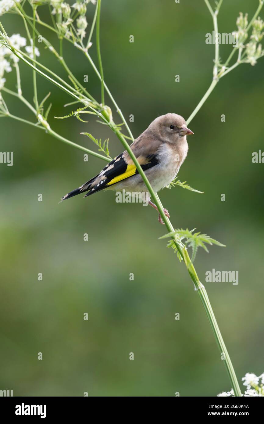 Un giovane Goldfinch (Carduelis Carduelis), chiamato anche Redcap, che perching sul prezzemolo di Cow (Anthrisco Sylvestris) Foto Stock