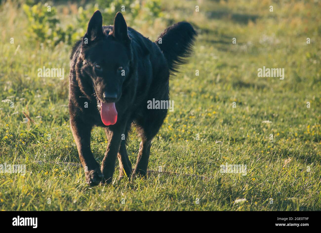 big black cane passeggiate nel prato in estate Foto Stock