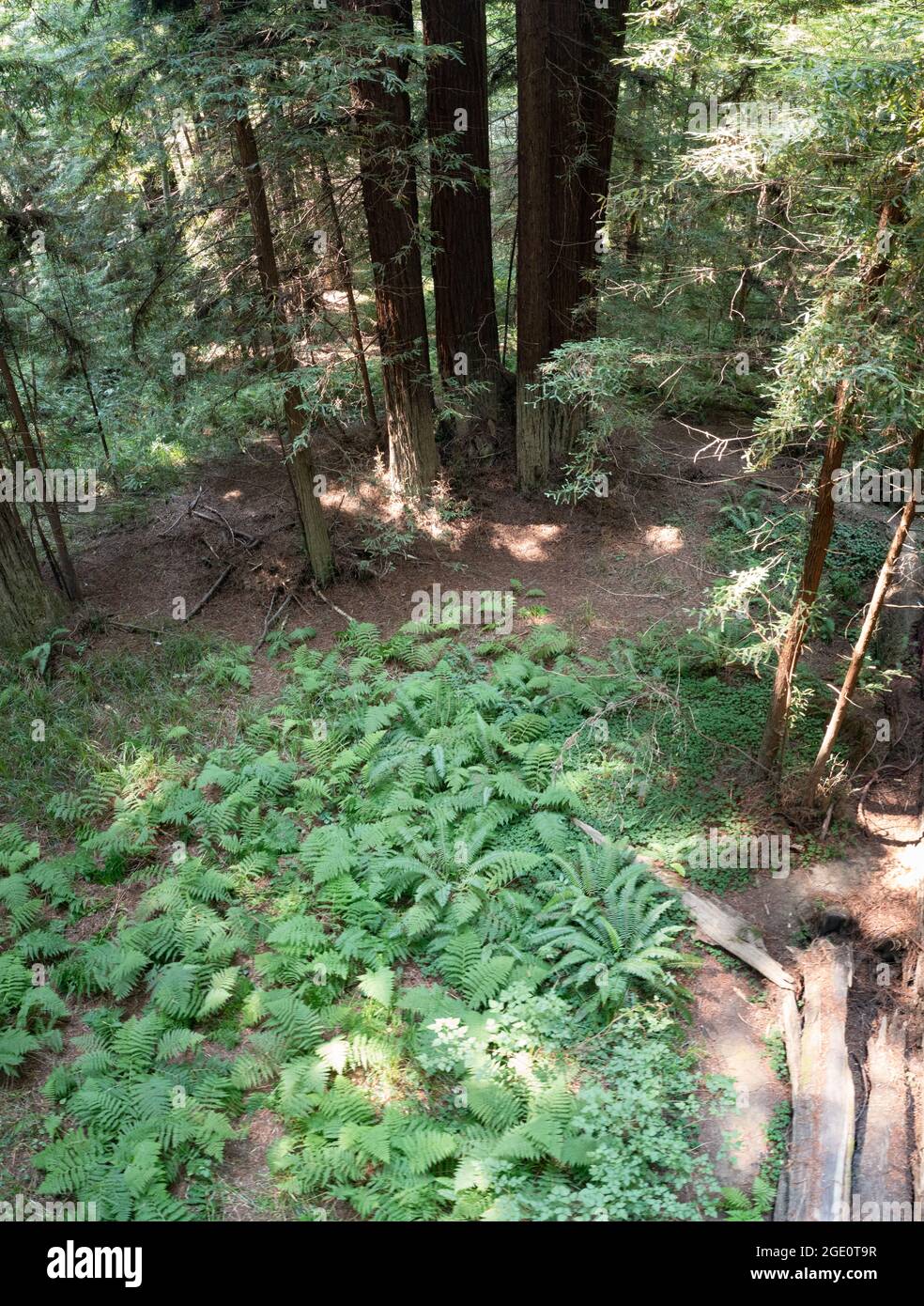 Gli alberi costieri di sequoia crescono in una foresta sana nella contea di Mendocino, California del Nord. Questa regione ospita il maggior numero di alberi a crescita antica. Foto Stock