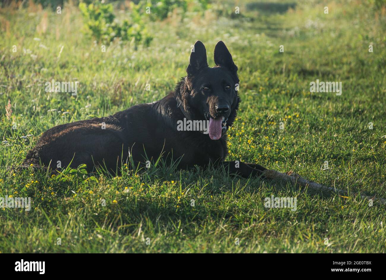 big black cane passeggiate nel prato in estate Foto Stock