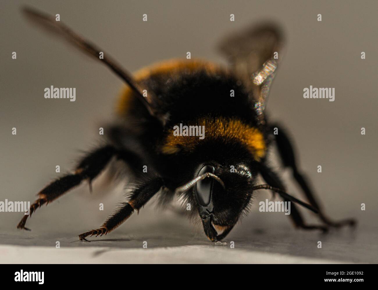 Bumble l'ape Foto Stock