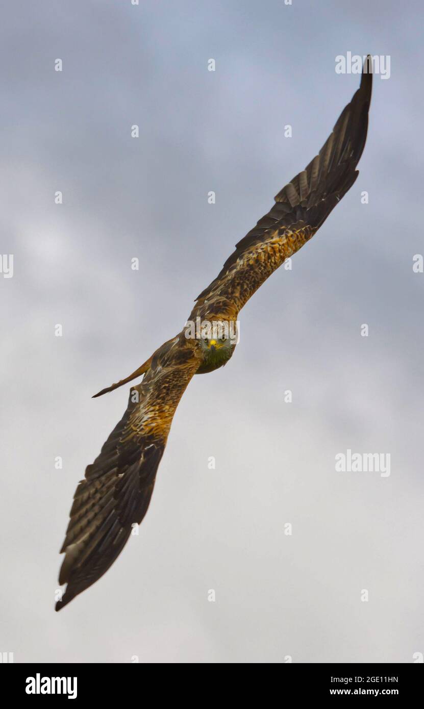 Aquilone rosso in volo in Galles Foto Stock