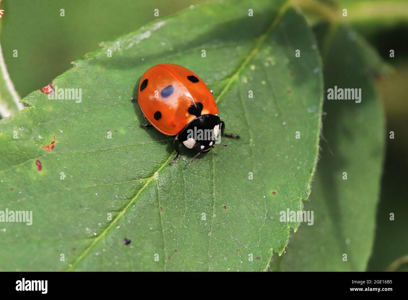 Macro di un ladybug seduto su una foglia verde Foto Stock