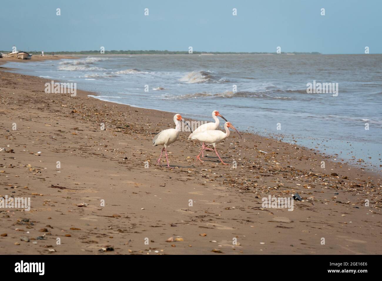 American White Ibis (Eudocimus albus) sono a piedi sulla sabbia accanto alla spiaggia per entrare nel mare Foto Stock