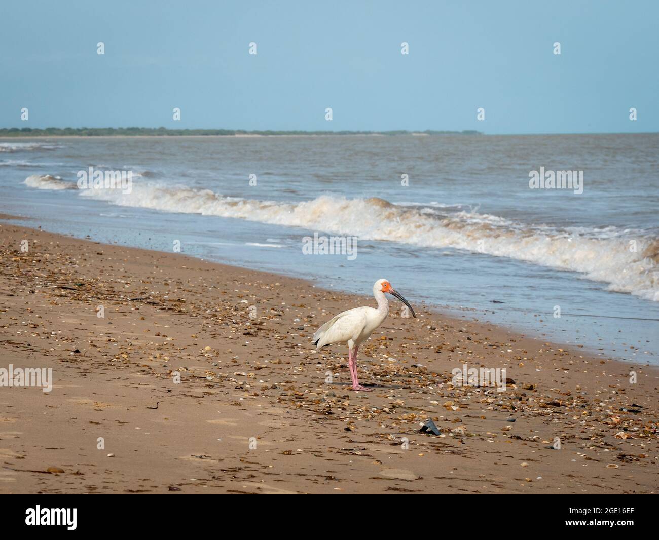 L'American White Ibis (Eudocimus albus) è camminare sulla sabbia accanto alla spiaggia per entrare nel mare Foto Stock