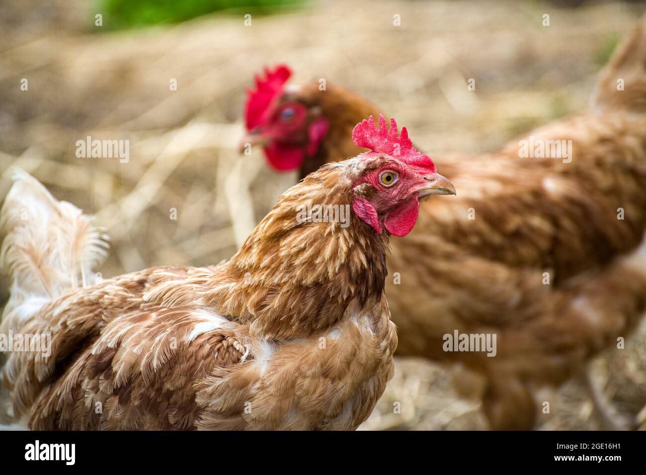 pollo variegato in primo piano e profondità poco profonda del pollo di campo sullo sfondo Foto Stock