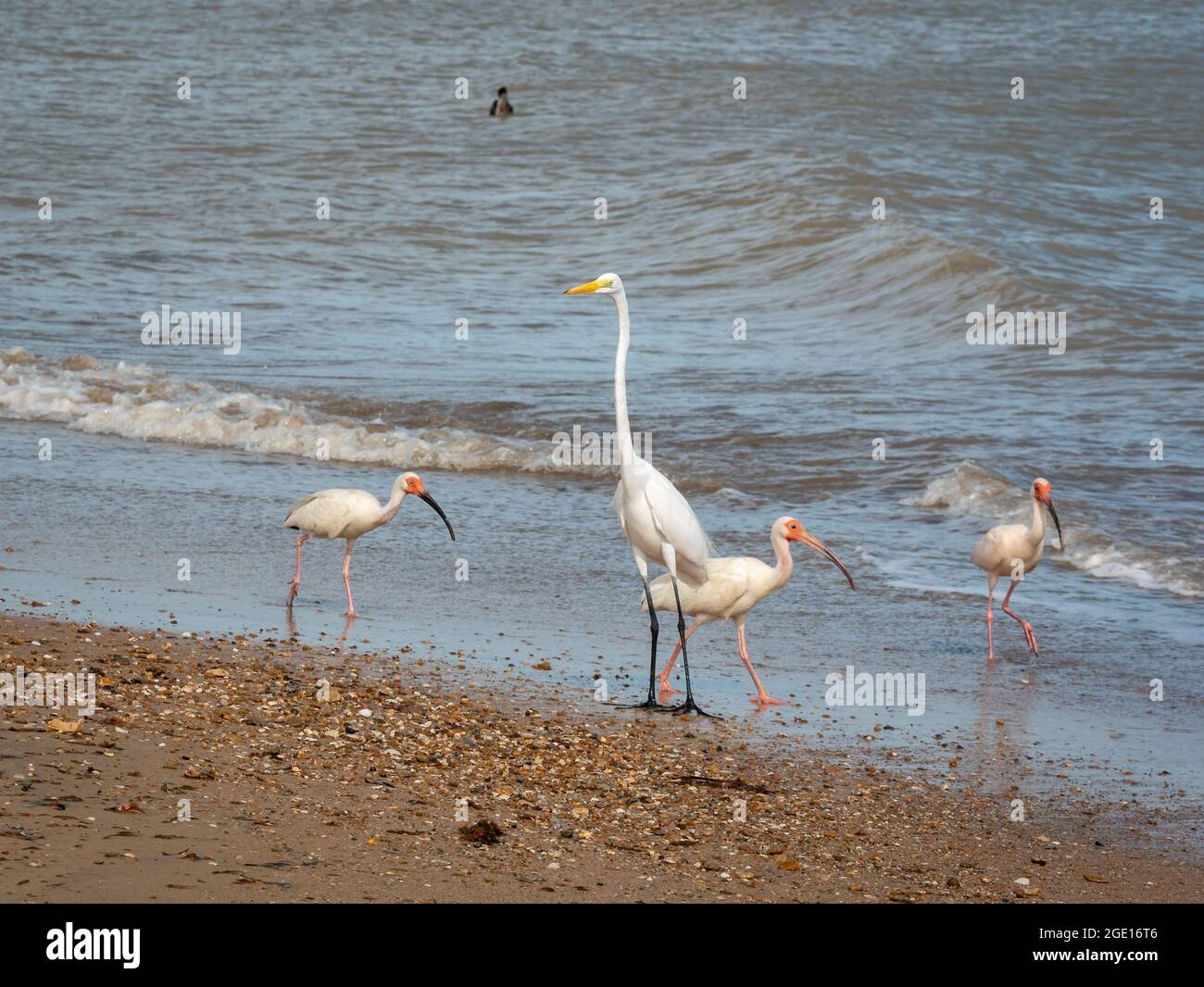 American White Ibis (Eudocimus albus) e il Grande Egret (Ardea alba) sono a piedi sulla sabbia accanto al Seashore a Camarones, Riohacha, la Guajira Foto Stock