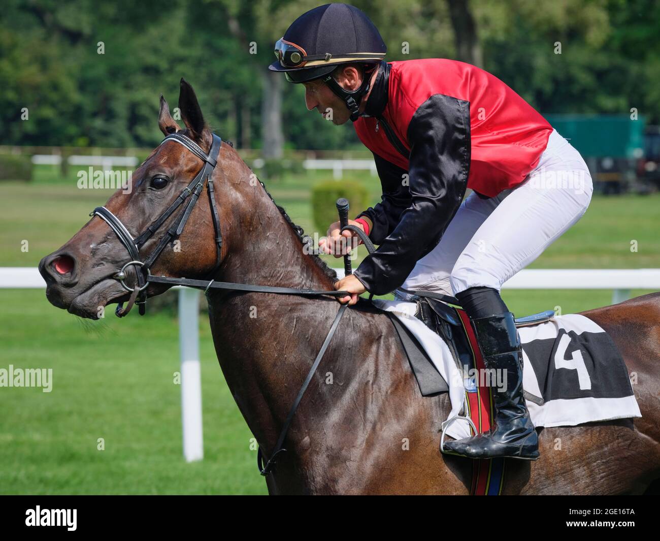 Jockey in seta rossa e nera che cavalca un cavallo durante un evento ippico su una pista di erba sintetica. Foto Stock