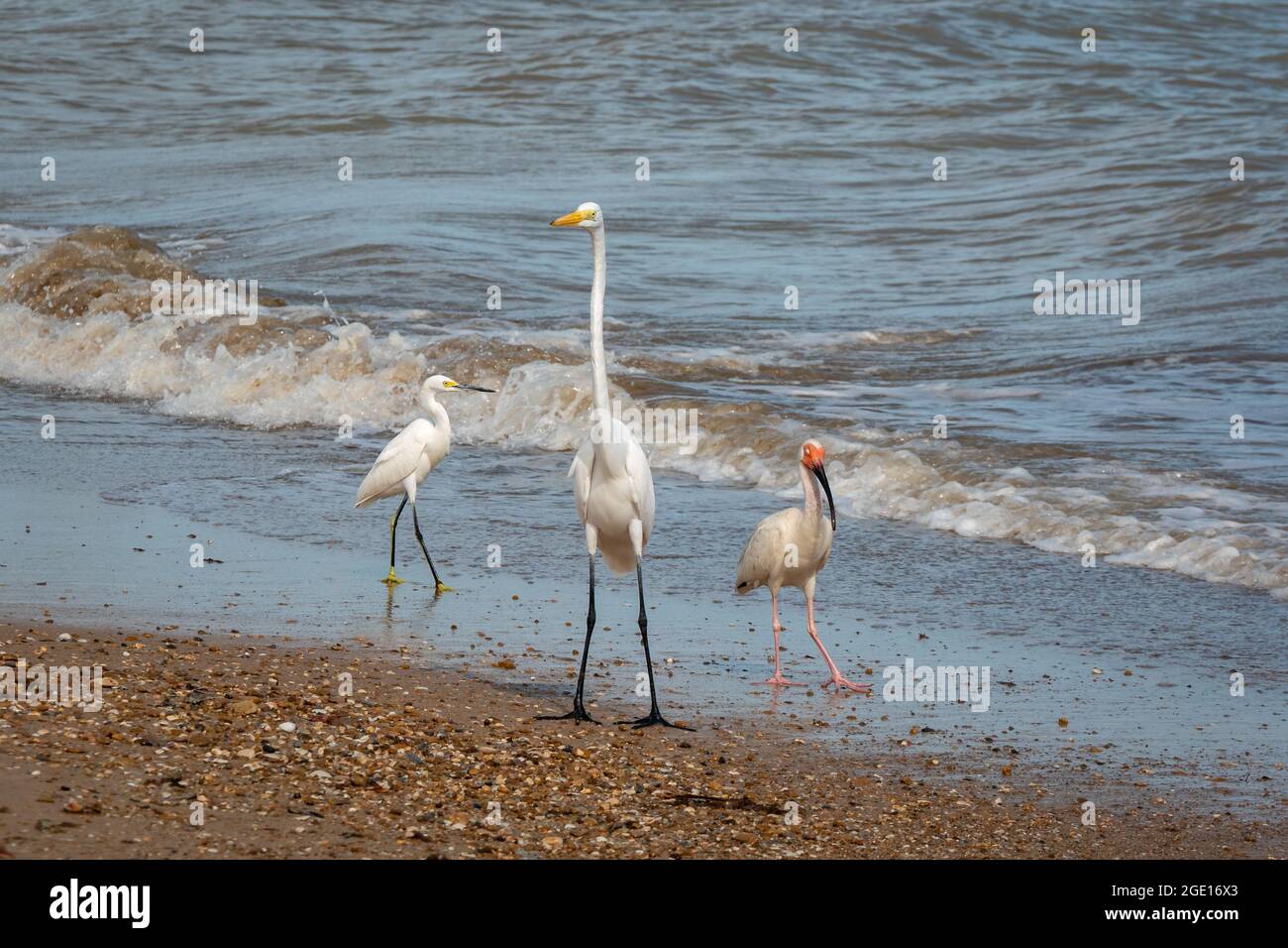 American White Ibis (Eudocimus albus) e il Grande Egret (Ardea alba) sono a piedi sulla sabbia accanto al Seashore a Camarones, Riohacha, la Guajira Foto Stock