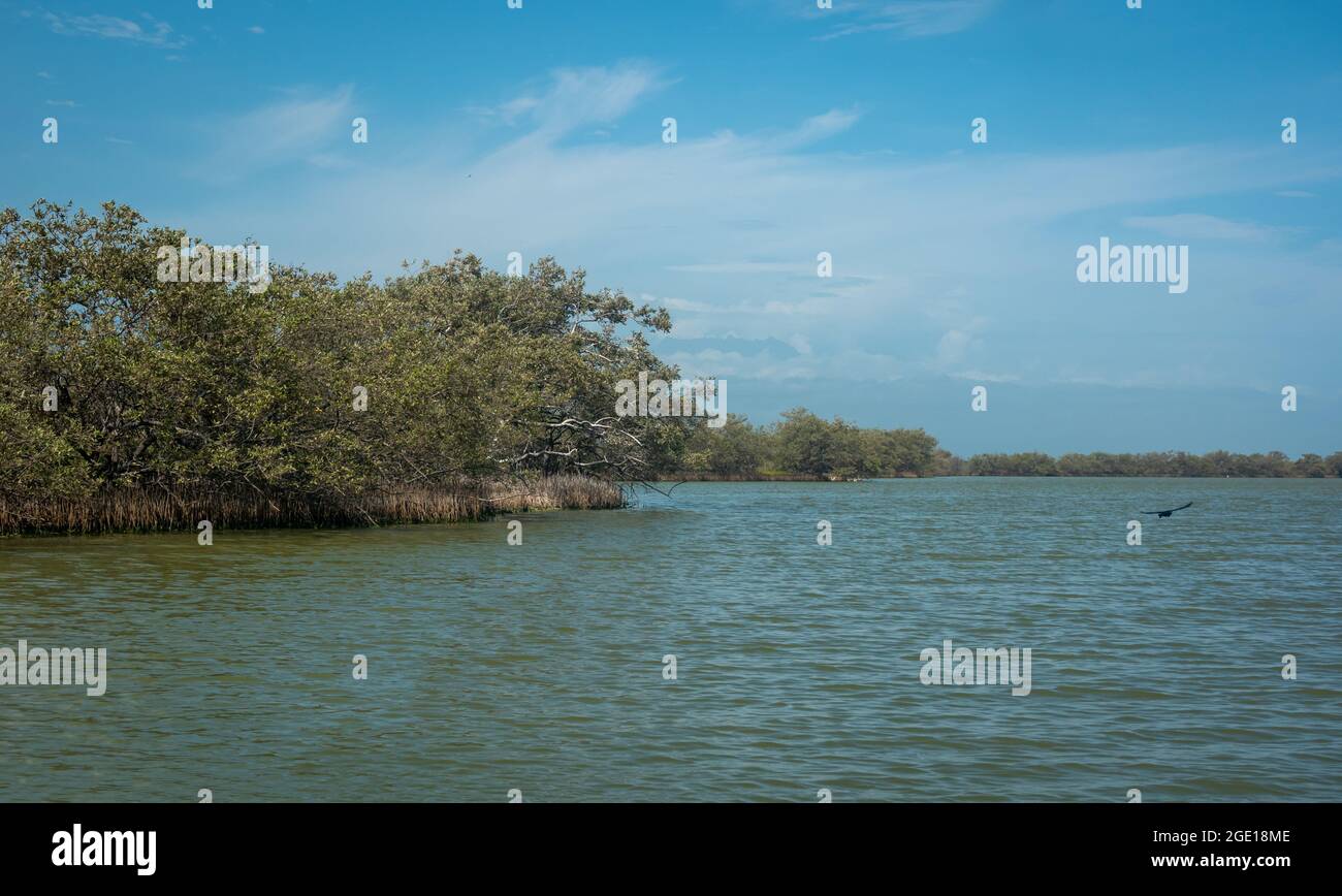 Il mangrovio nero (germinani di Avicennia), è un arbusto o un piccolo albero con uccelli che perch su di esso o Shelter dal sole Foto Stock