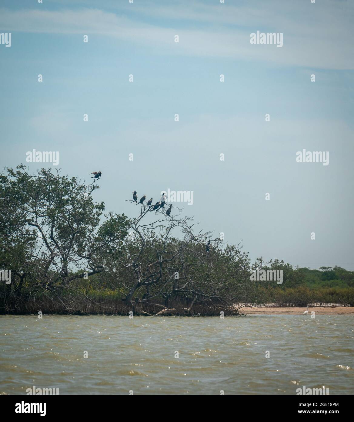 Il mangrovio nero (germinani di Avicennia), è un arbusto o un piccolo albero con uccelli che perch su di esso o Shelter dal sole Foto Stock