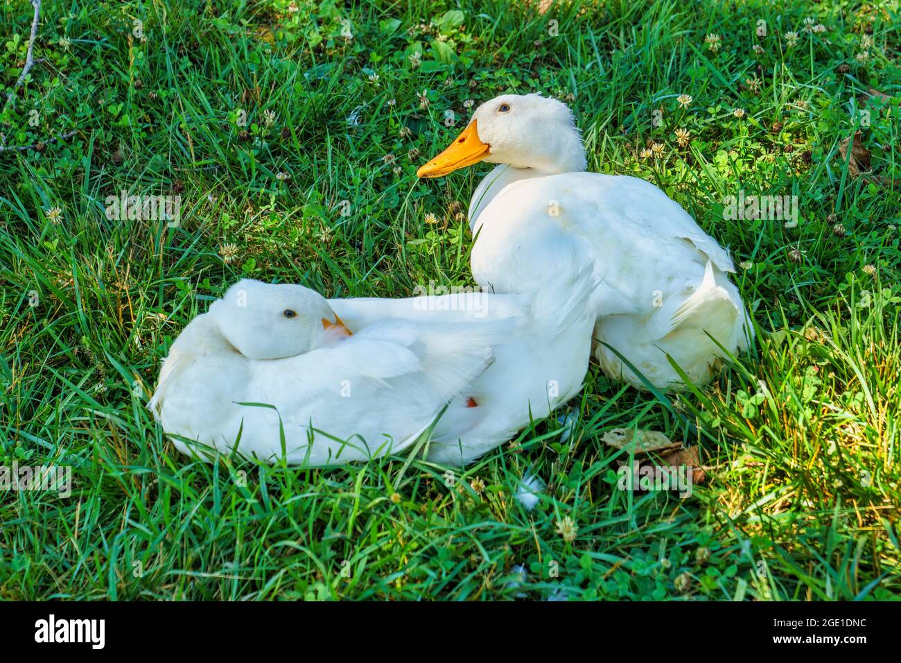 Anatre domestiche bianche nell'area del bestiame presso il Monumento Nazionale di Booker T. Washington a Hardy, Virginia. Foto Stock