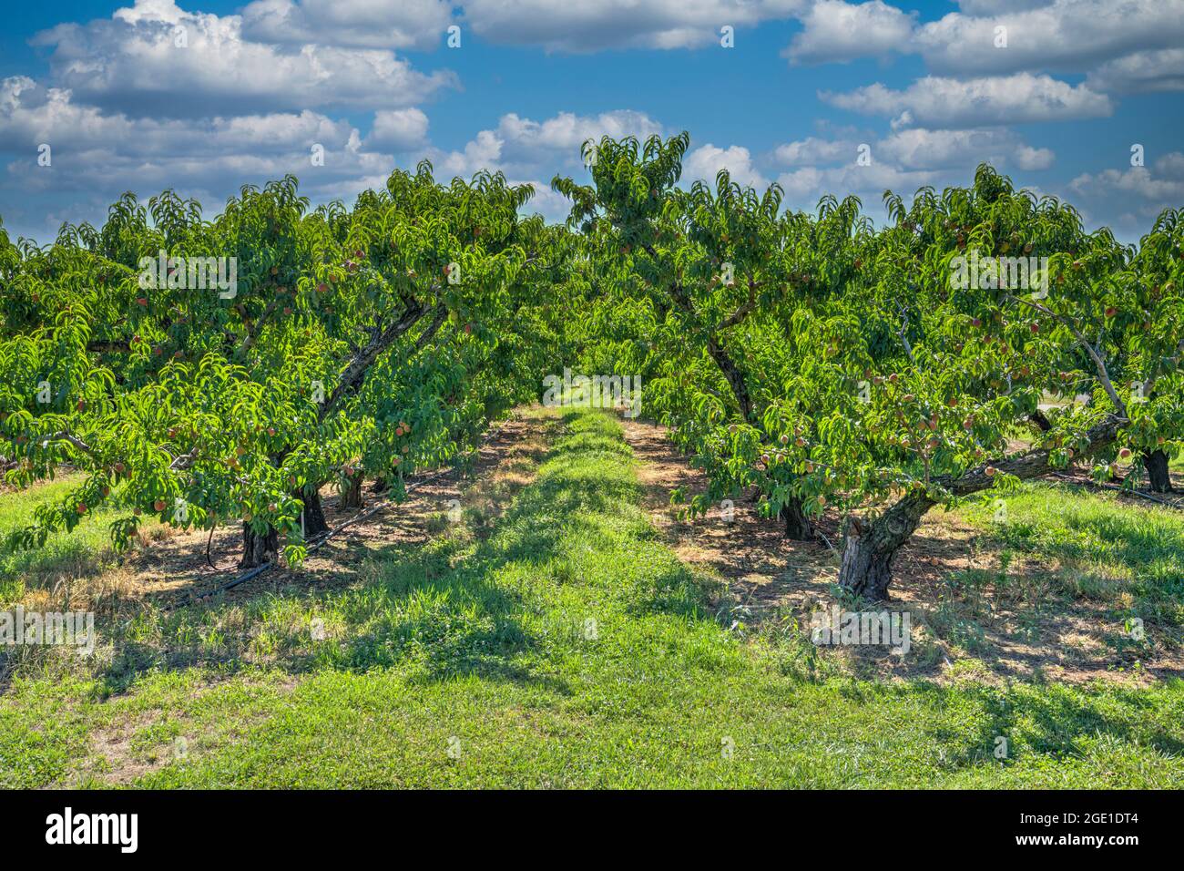 Alberi di pesche che crescono al Chiles Peach Orchard e Farm Market fuori Charlottesville a Crozet, Virginia. Foto Stock