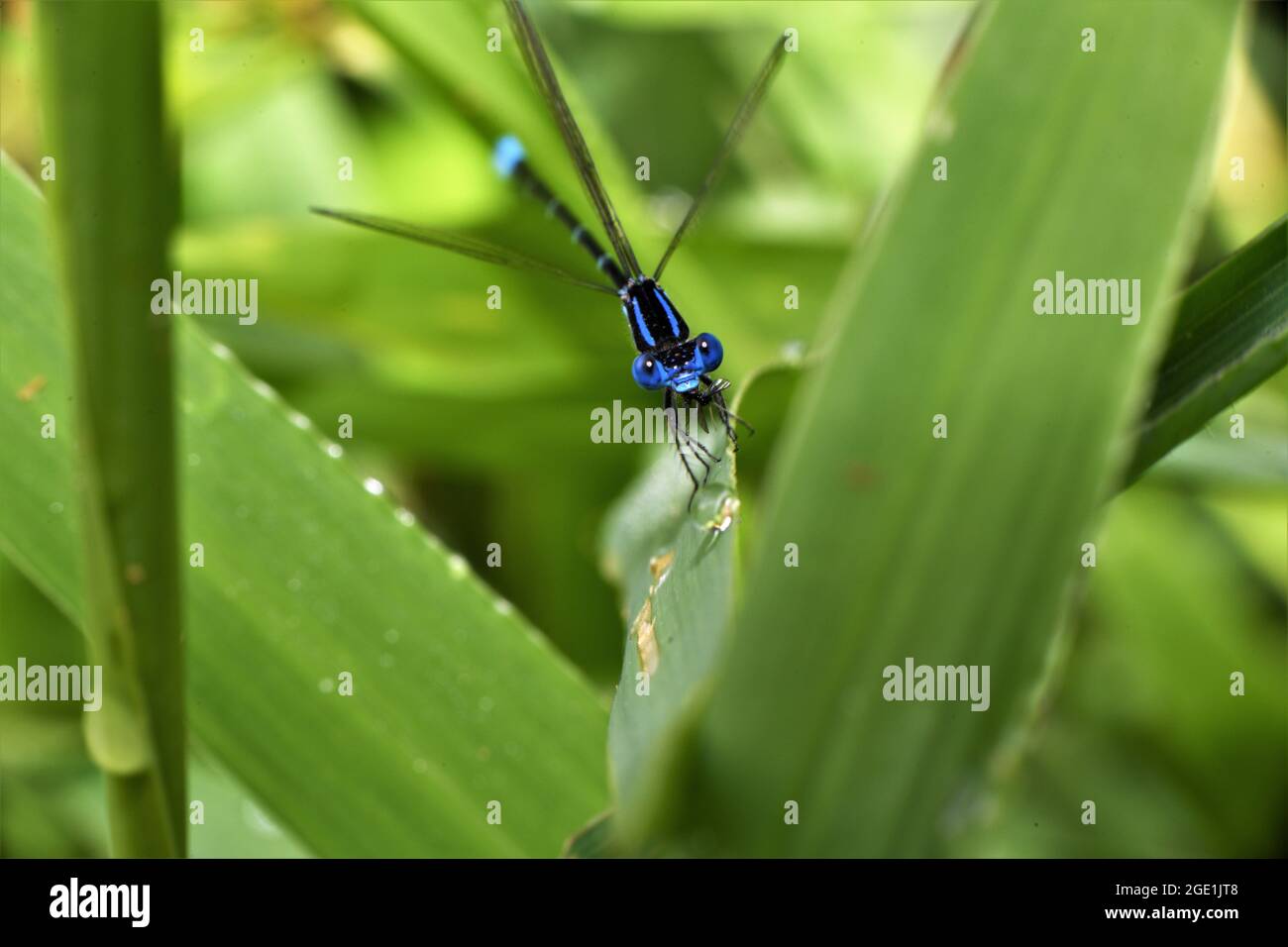 Maschio vivido ballerino damselfly mangiare è preda. Foto Stock