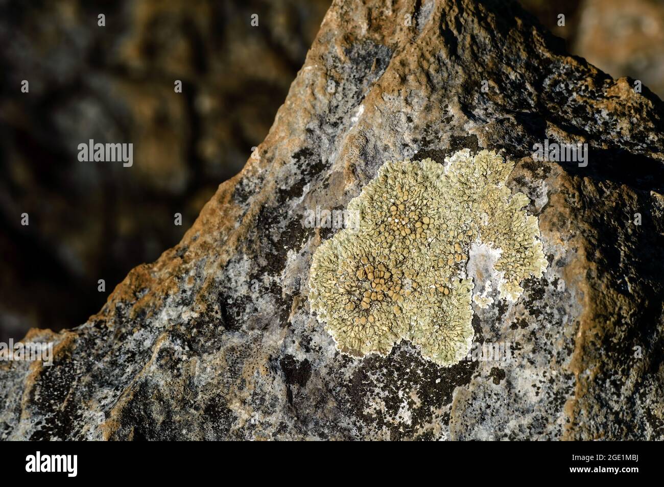 una piccola colonia di licheni marroni sulla superficie rocciosa del montano Foto Stock