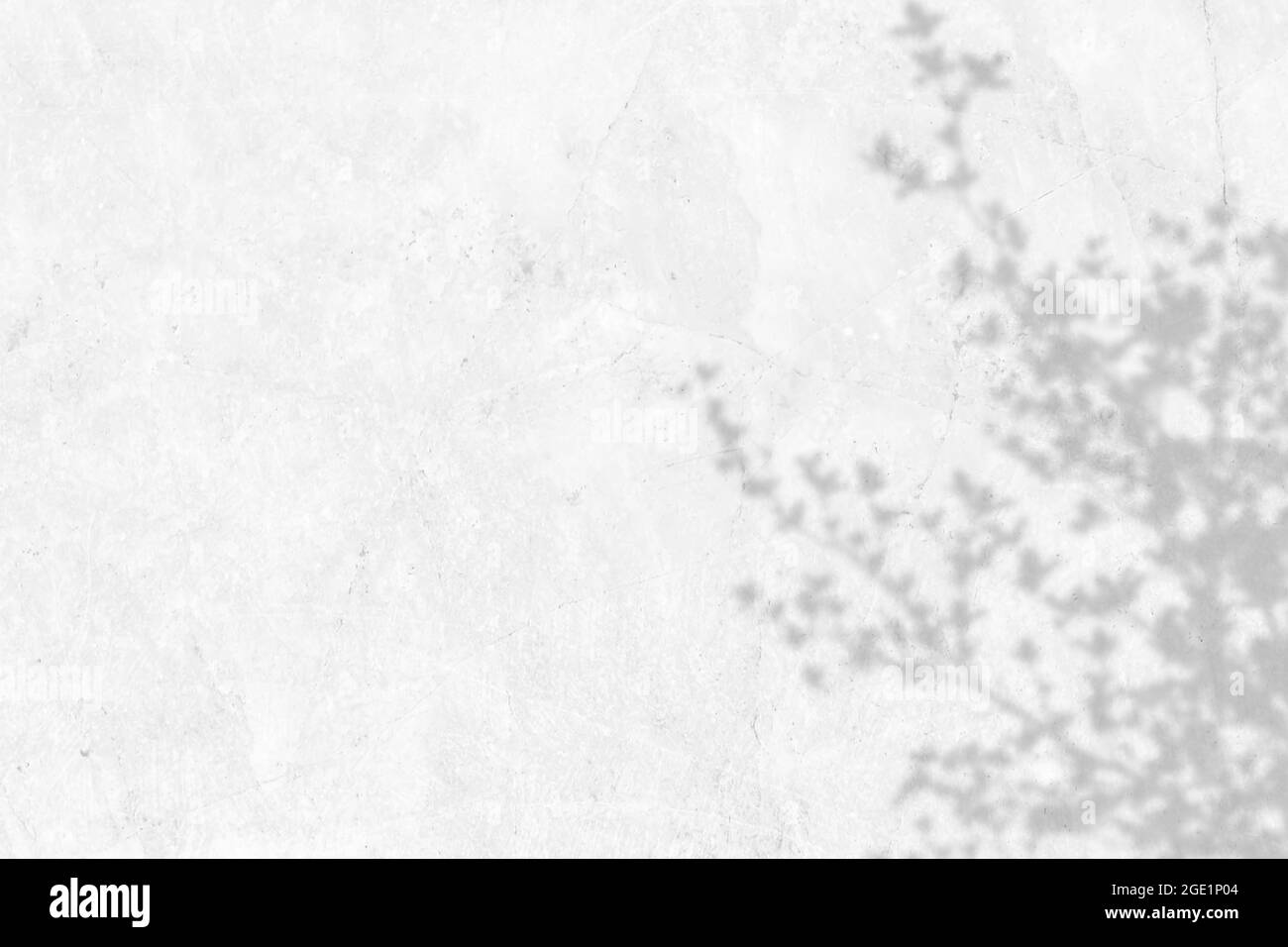 Ombra di foglie e ramificazione su sfondo bianco della parete. Ombre astratte di foglie bianche nere Foto Stock