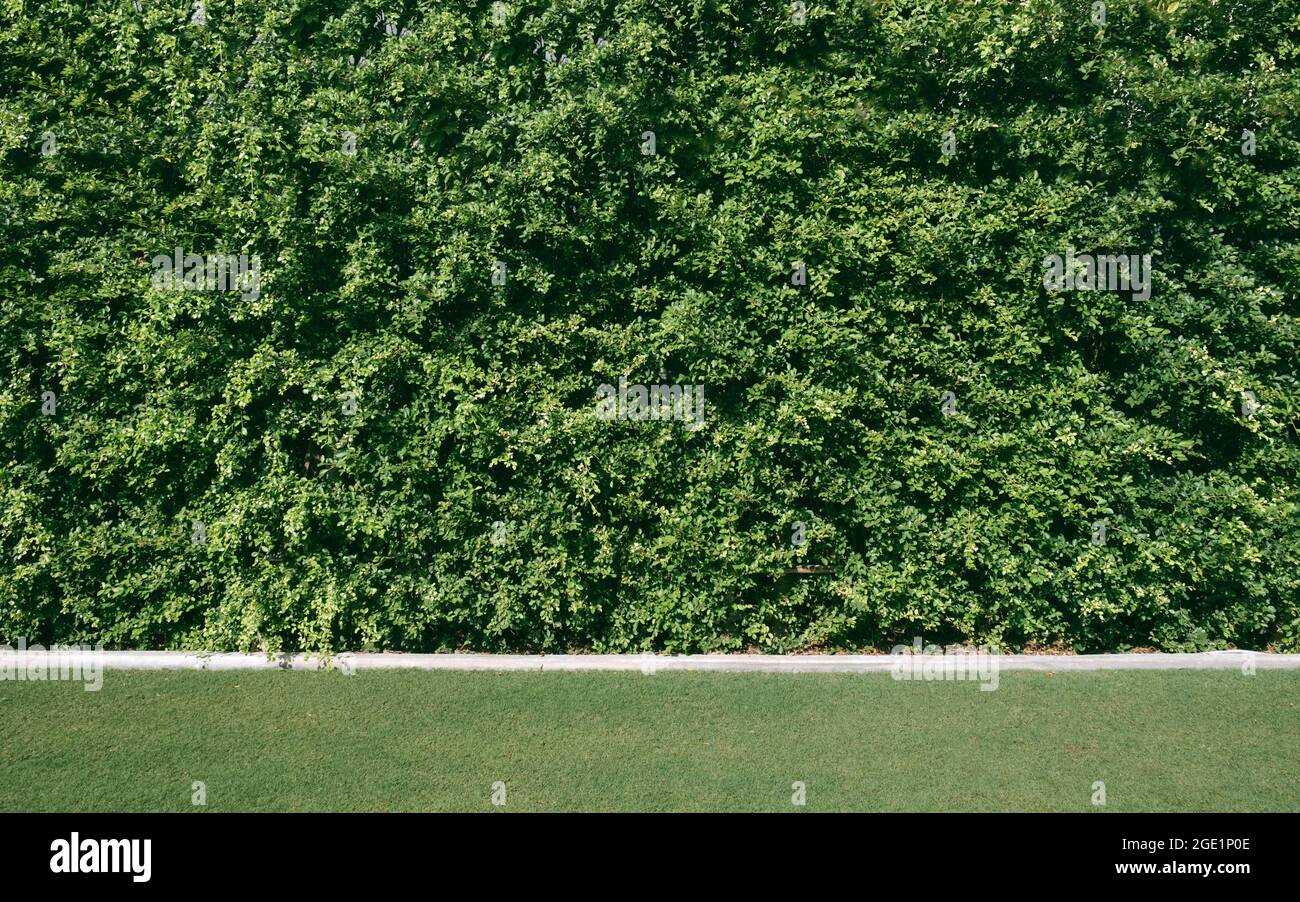 una parete verde del cespuglio con carta da parati verde del prato Foto Stock