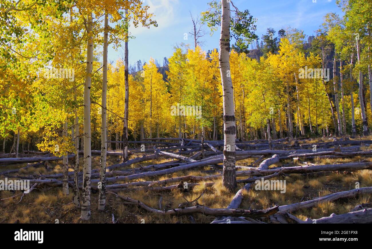 Aspens, prato Lockett Foto Stock