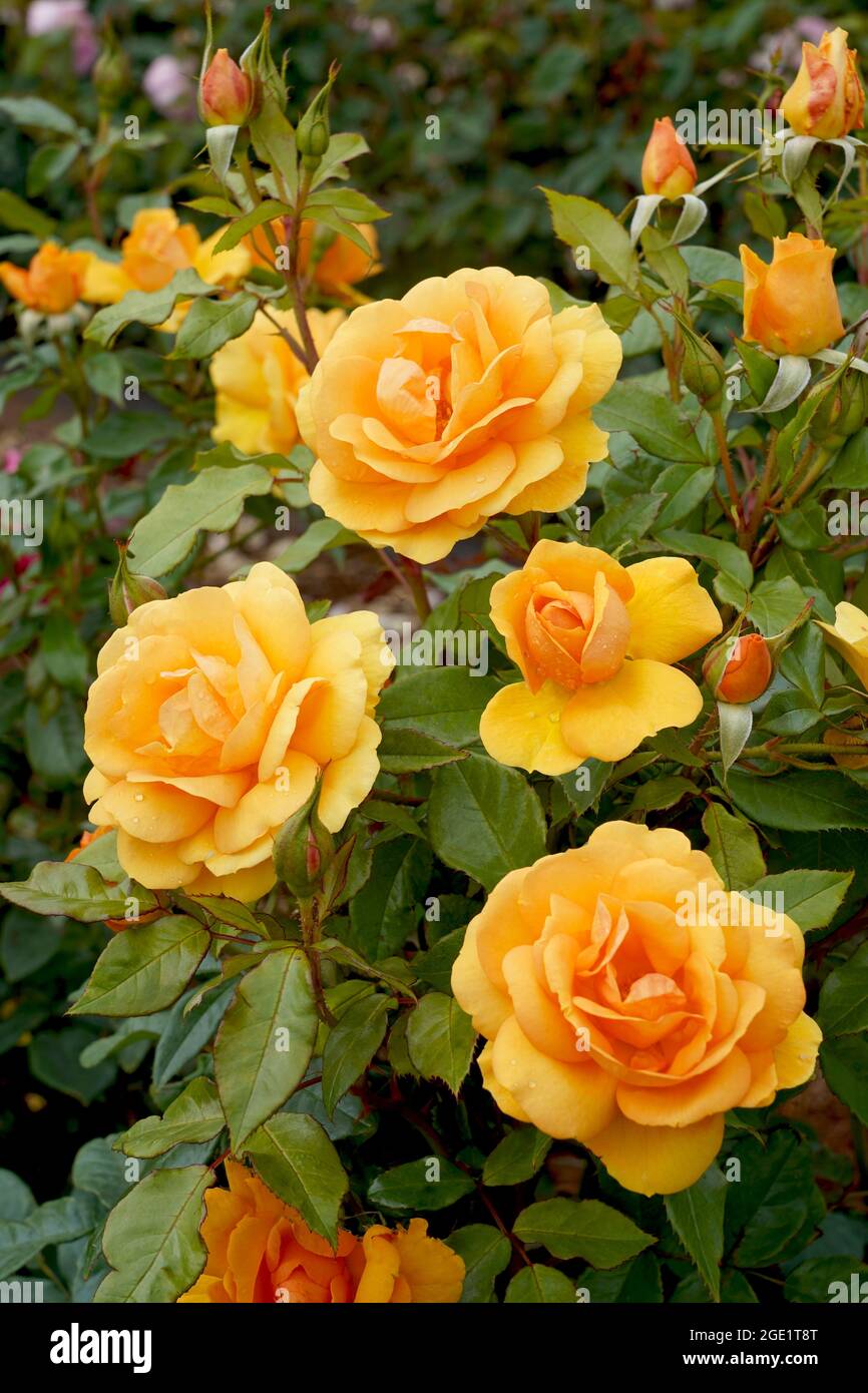 Una bella rosa giallo dorato floribunda. Rosa 'Golden Beauty' (Korberbeni). Conosciuto anche come 'Sudafrica'. Allevato da Kordes Roses. Foto Stock