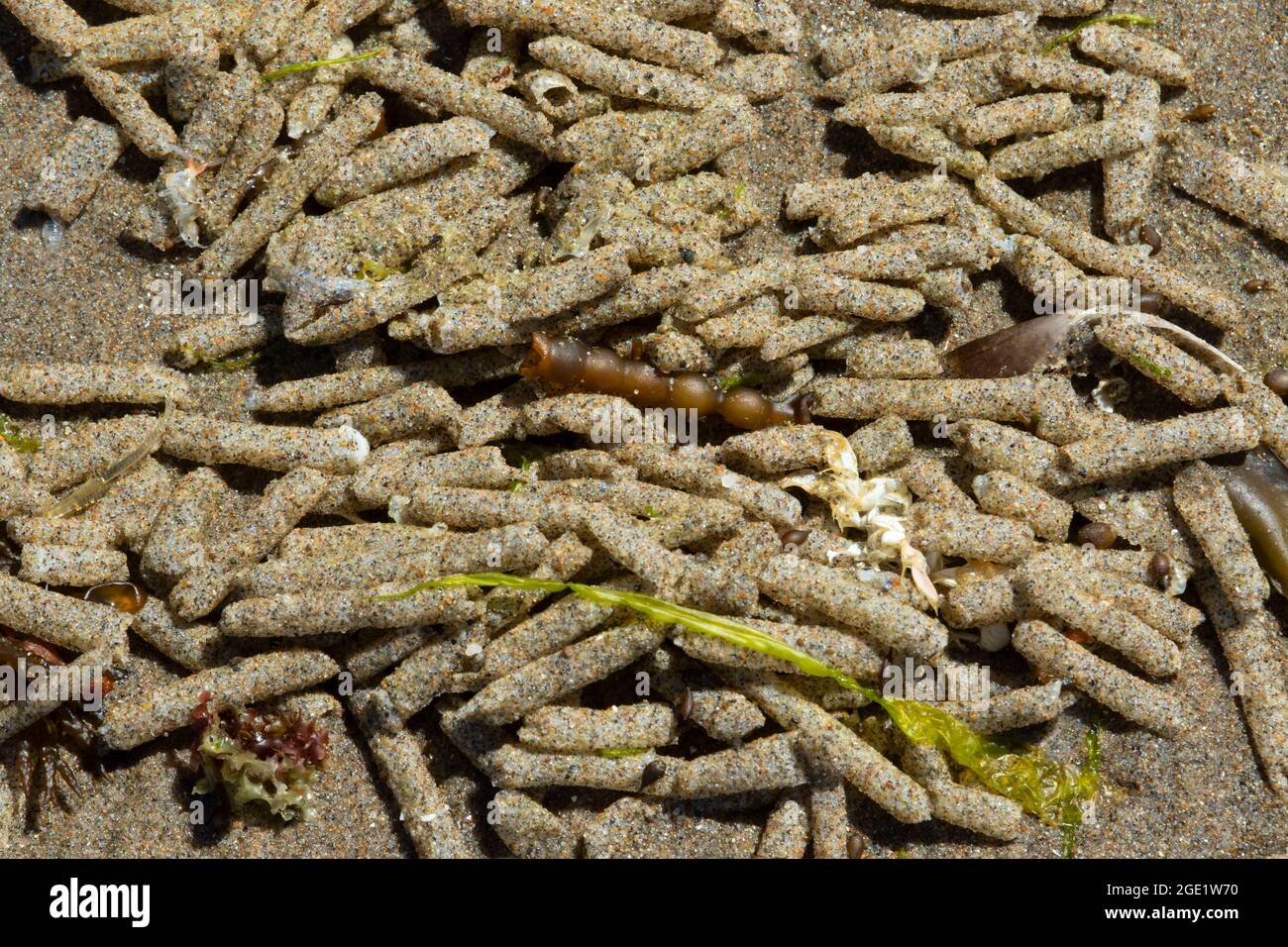 Involucri di colofano (Spichaetopterus costarum), Seven Devils state Park, Oregon Foto Stock