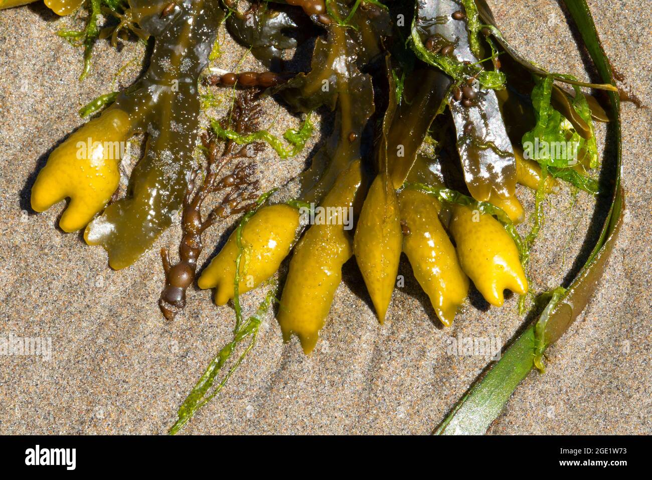 Rockweed (Fucus gardneri), Seven Devils state Park, Oregon Foto Stock