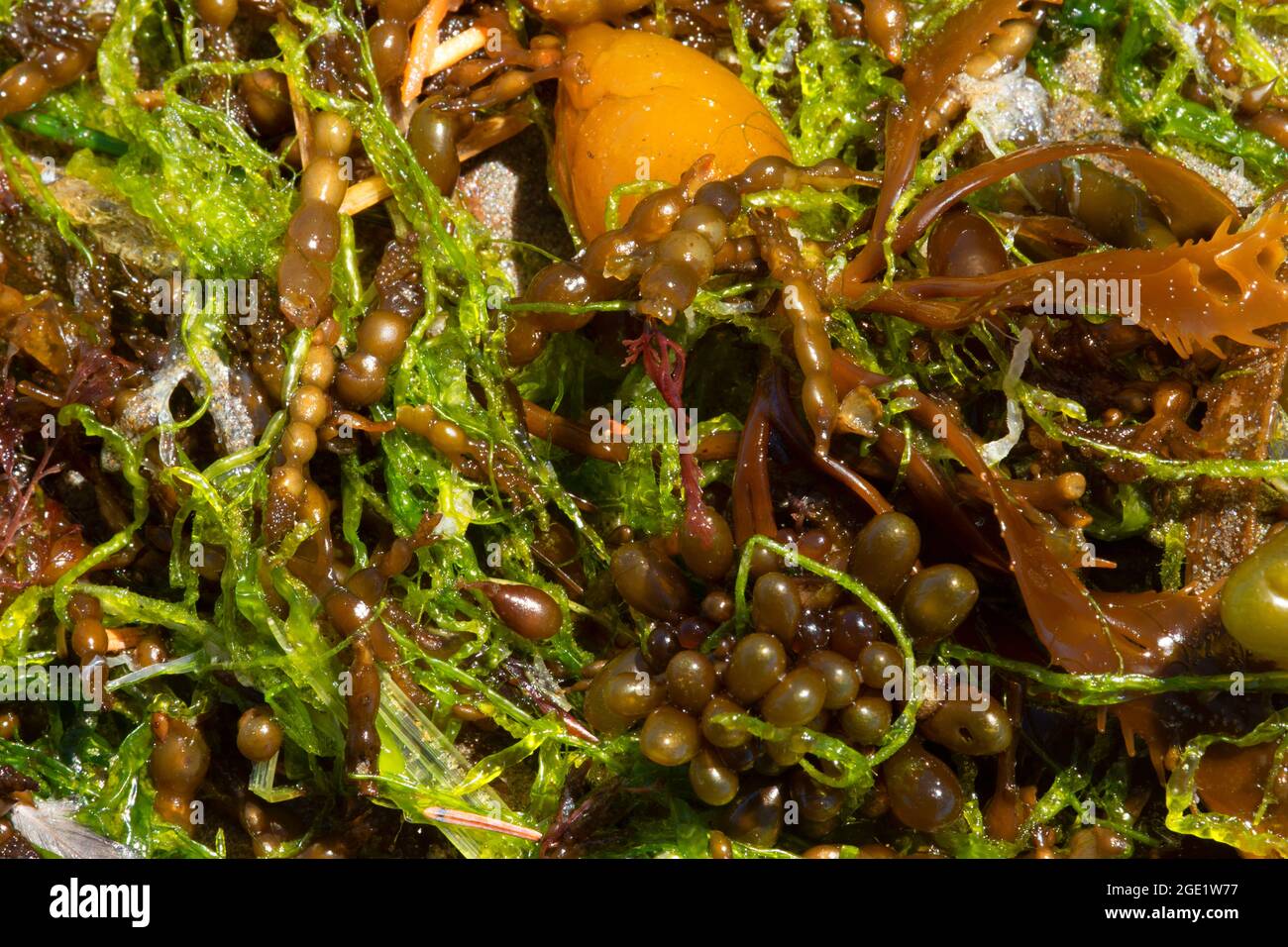 Alghe marine, Seven Devils state Park, Oregon Foto Stock