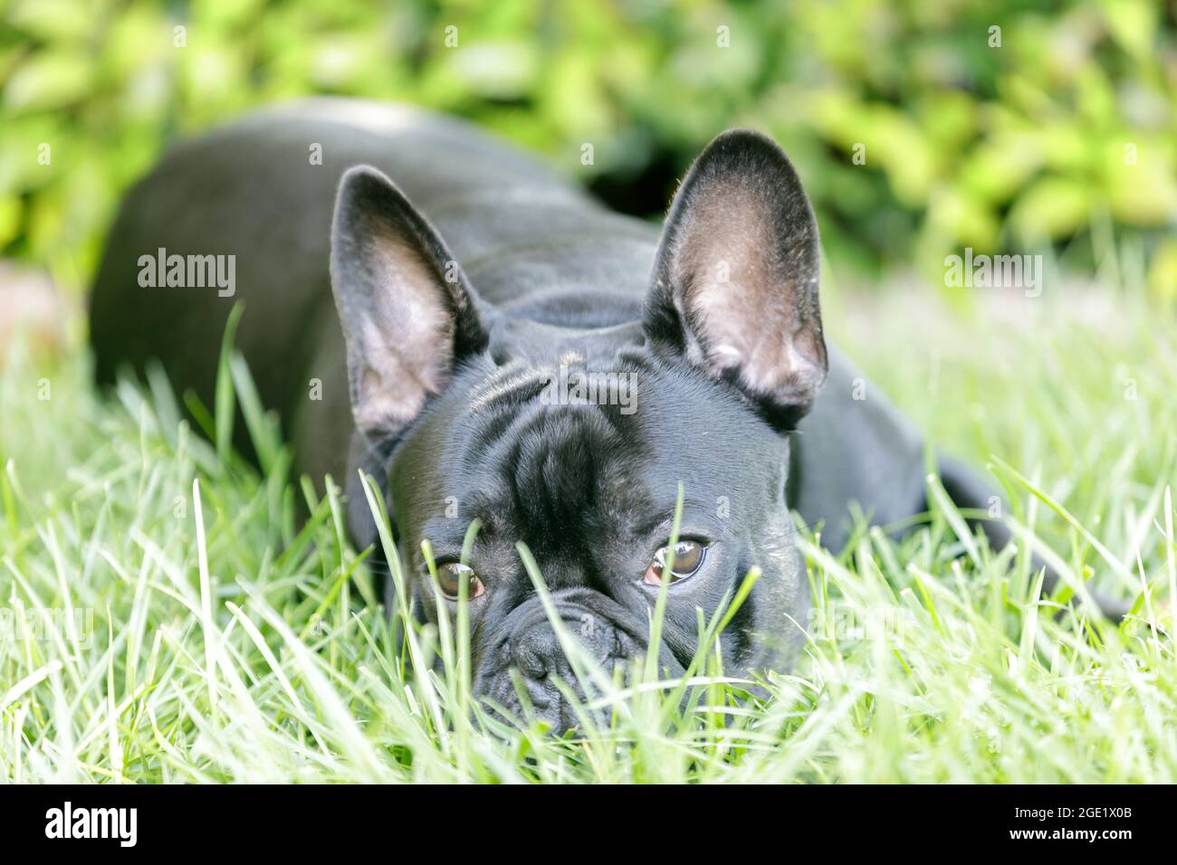 8-months-Vecchio bulldog francese nero che riposa sull'erba. Parco per cani fuori dal guinzaglio nel nord della California. Foto Stock 8-months-Vecchio bulldog francese nero che riposa sull'erba. Parco per cani fuori dal guinzaglio nel nord della California. Foto Stock