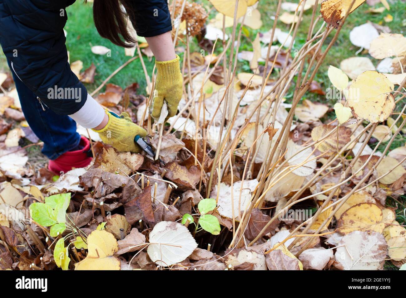 Rifilatura stagionale delle piante da giardino. Contadino in guanti gialli e stivali di gomma rossa taglia i rami di arbusto in giardino con forbici lunghe in autunno Foto Stock