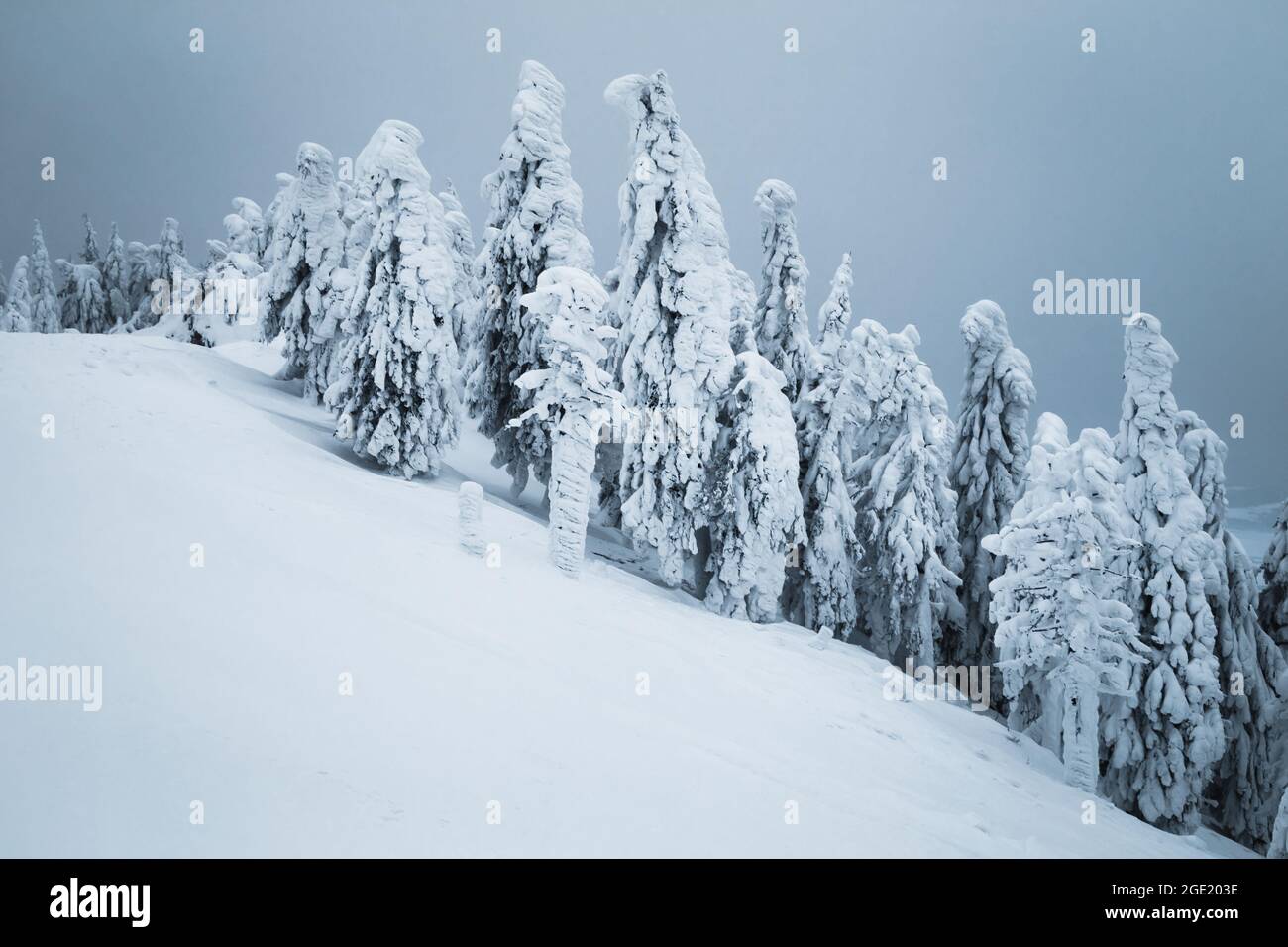 Maestosa foresta invernale ghiacciata e paesaggio selvaggio con pini innevati, Carpazi, Romania, Europa Foto Stock