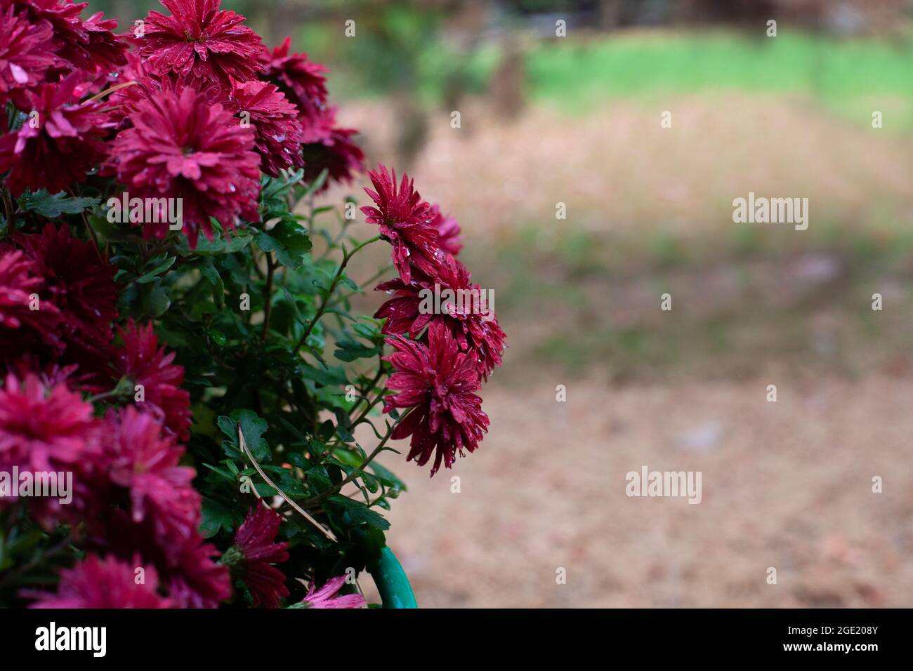 Fiori di crisantemo. Macchia colorata di fiori di borgogna piantato in giardino d'autunno e sfondo non focalizzato di aghi di pino a terra, con copia cpase Foto Stock