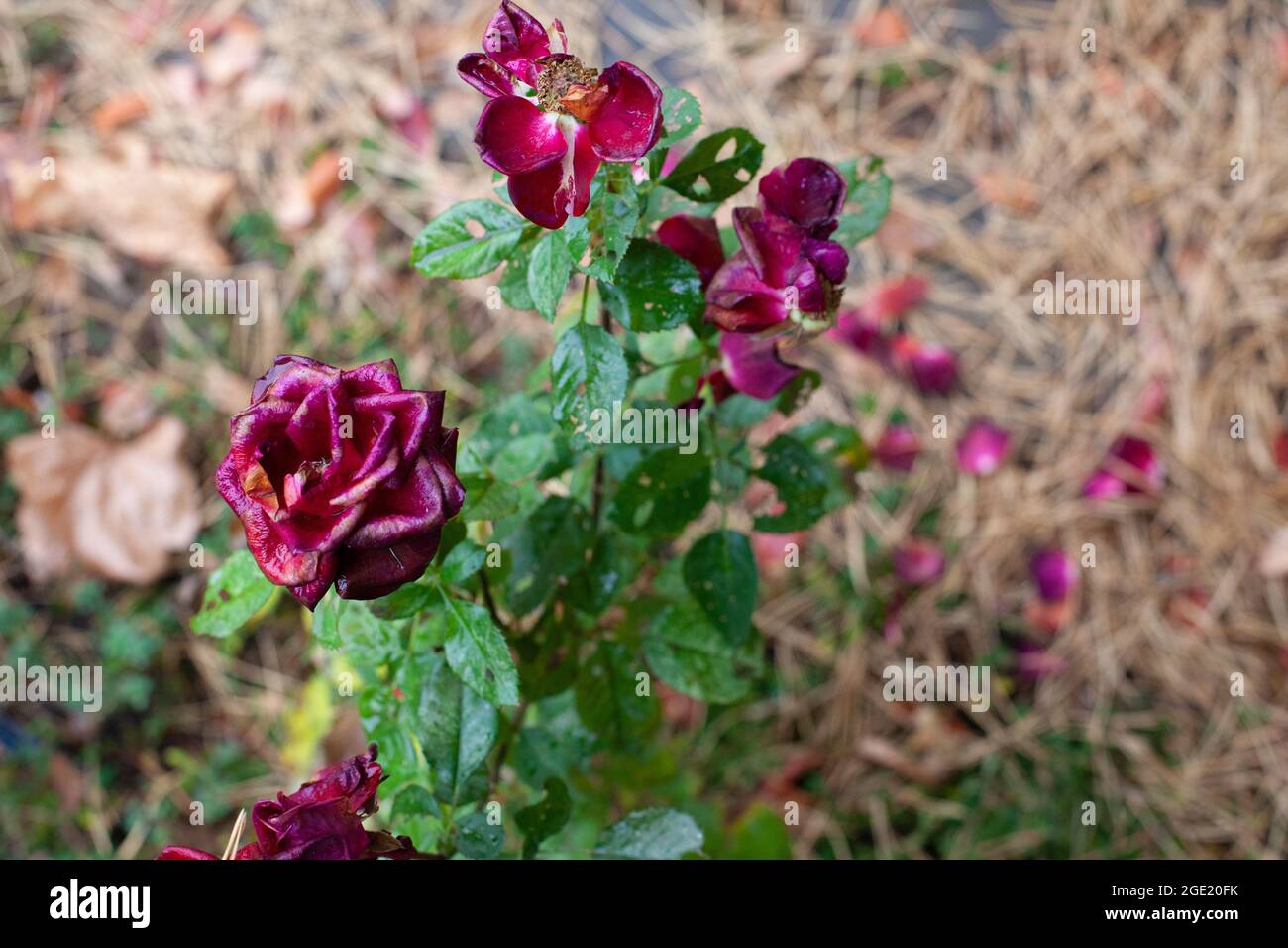 Vecchie rose nel giardino d'autunno. Cespuglio di rose con fiori di maroon e petali sbiaditi giacenti a terra con aghi di pino, angolo con sfondo sfocato Foto Stock