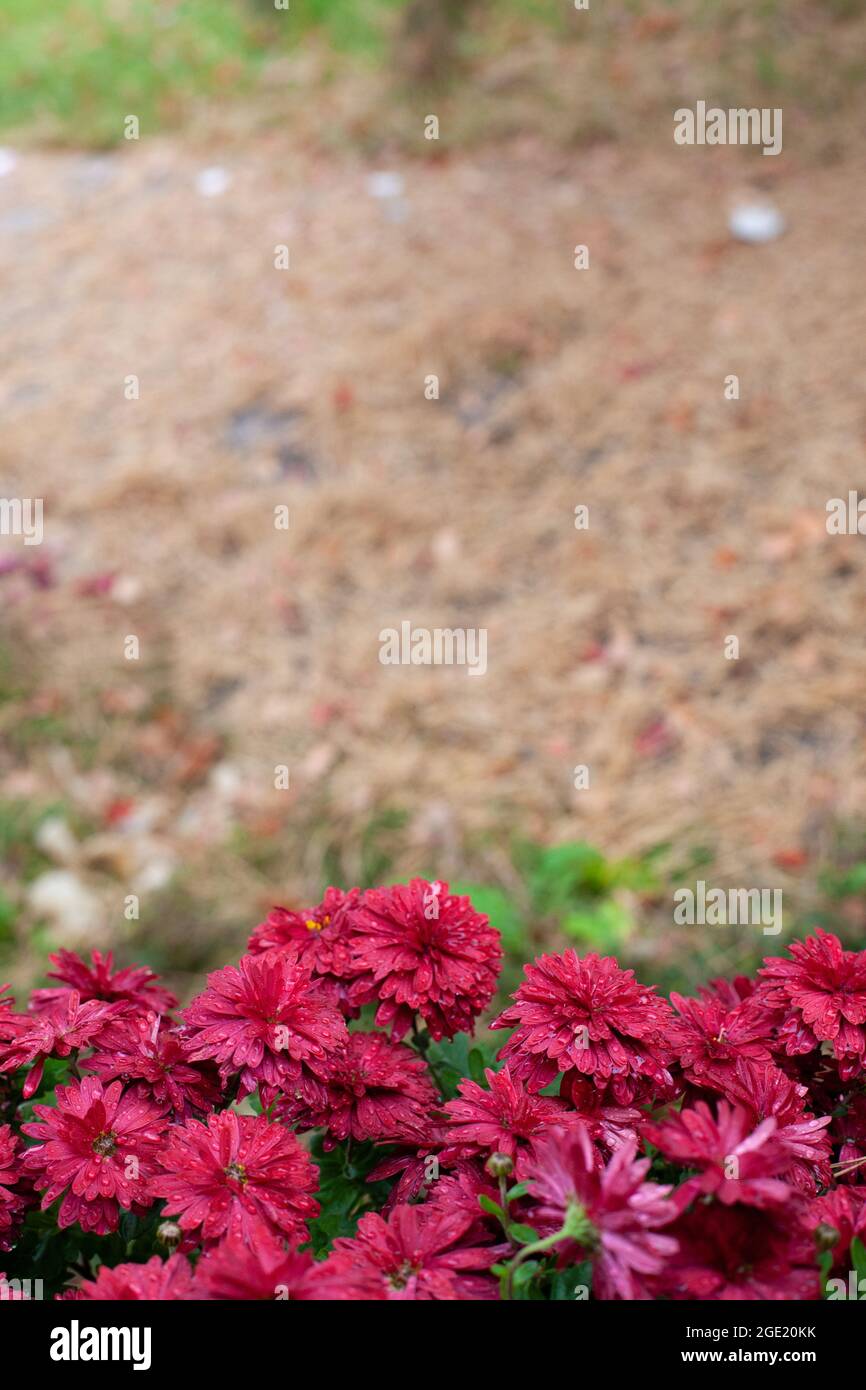 Cespugli di crisantemo in giardino. Bellissimi fiori di borgogna su sfondo stagionale autunno e sfondo sfocato di aghi di pino a terra su nuvoloso Foto Stock