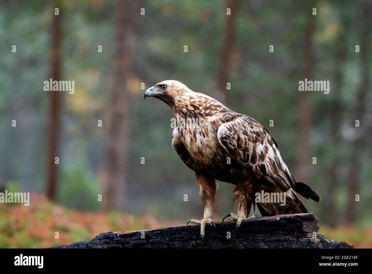 Maestoso rapitore adulto Aquila chrysaetos, arroccato su un albero bruciato durante il fogliame autunnale nella foresta finlandese taiga nel Nord Europa Foto Stock