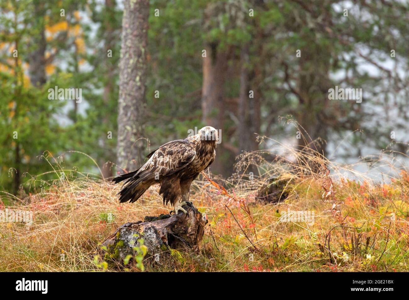 L'aquila chrysaetos, rapitore adulto, arroccato su un moncone durante il fogliame autunnale nella foresta di taiga nel nord della Finlandia, in Europa Foto Stock