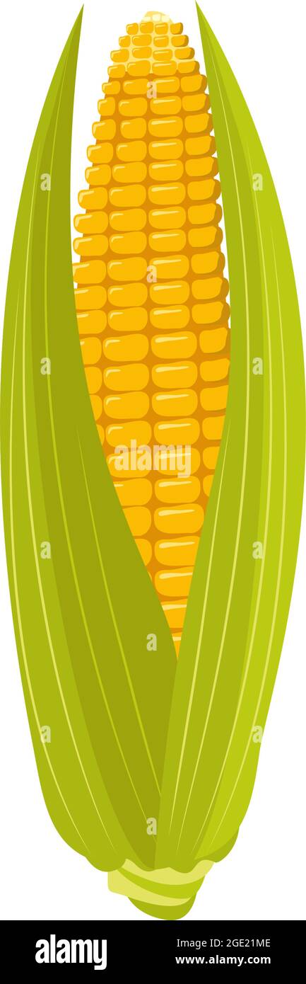 Mais sulla pannocchia con foglie e grani. Raccolta estiva e autunnale, cibo delizioso. Fonte di vitamine, verdure gialle Illustrazione Vettoriale